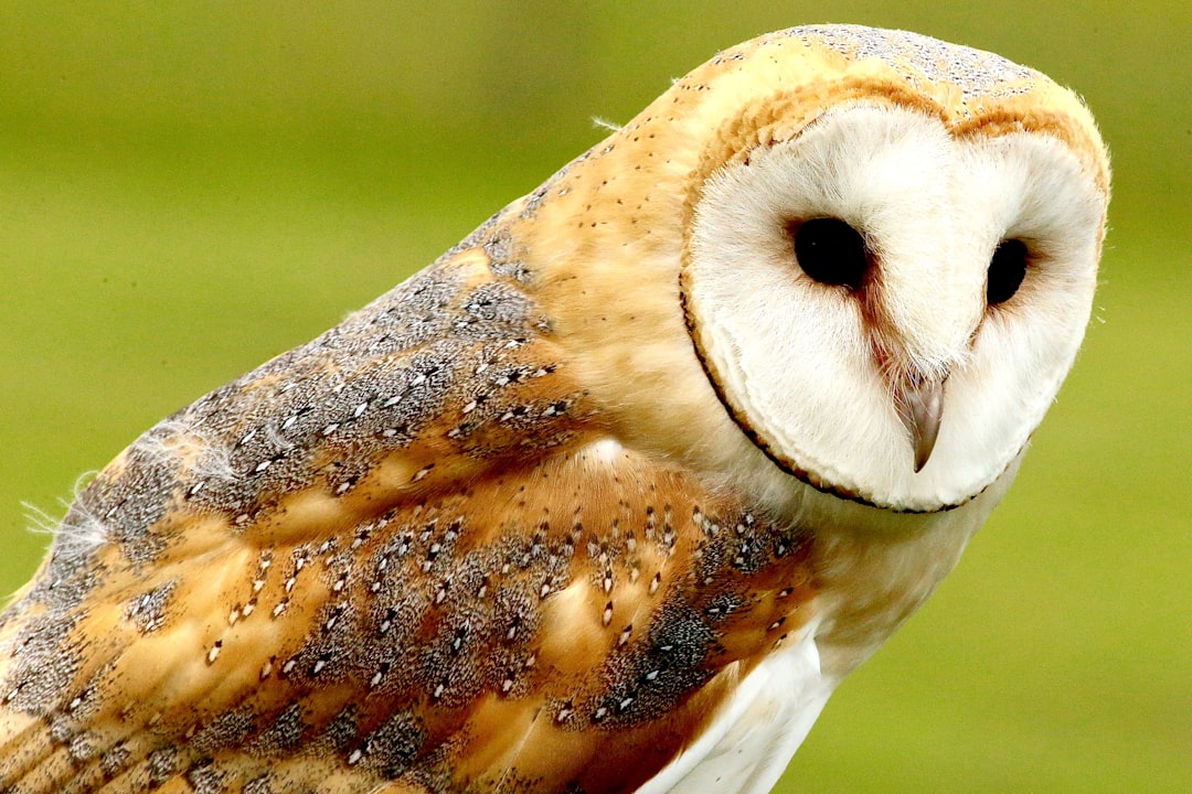 Photo Anime owl: - Cute owl - Animated character